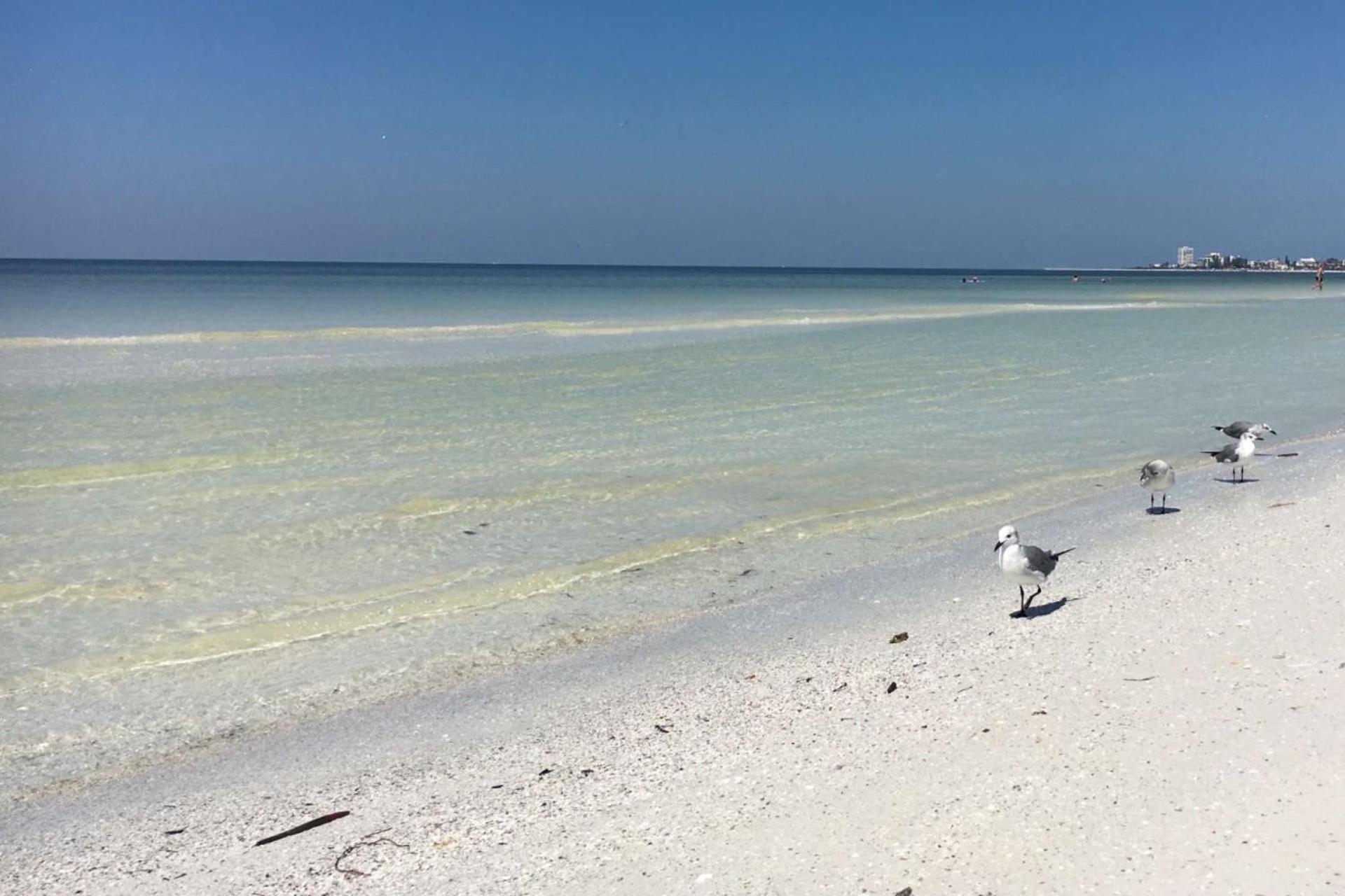 Minorga On The Key Villa Siesta Key Eksteriør billede